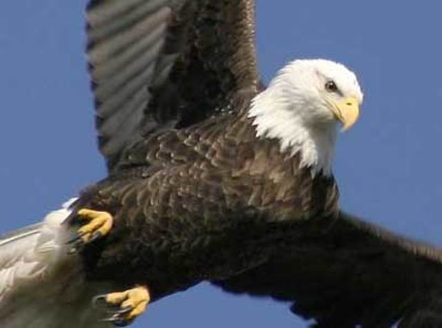 Bald Eagle - we have lots of them