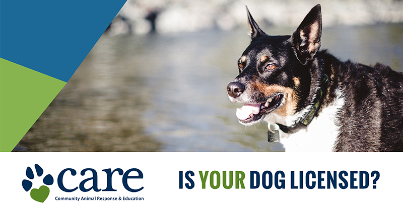 Show You Care. Licence Your Dog. | Fraser Valley Regional District