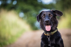 Black Lab